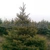 picea (8)